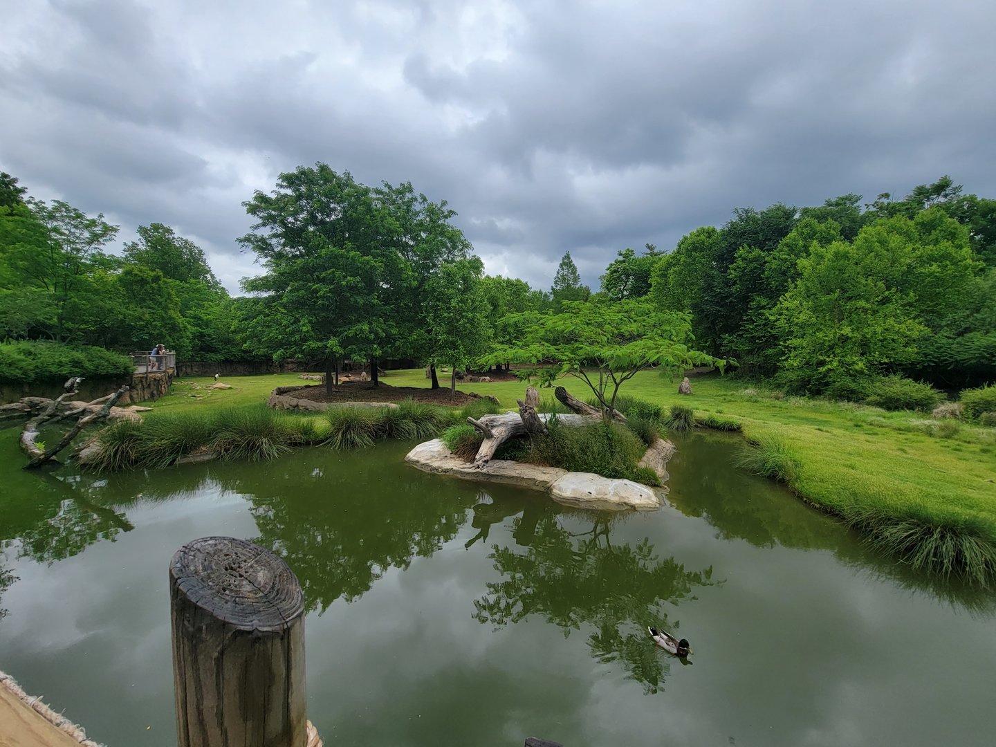 Cincinnati Zoo 5/22 - Africa