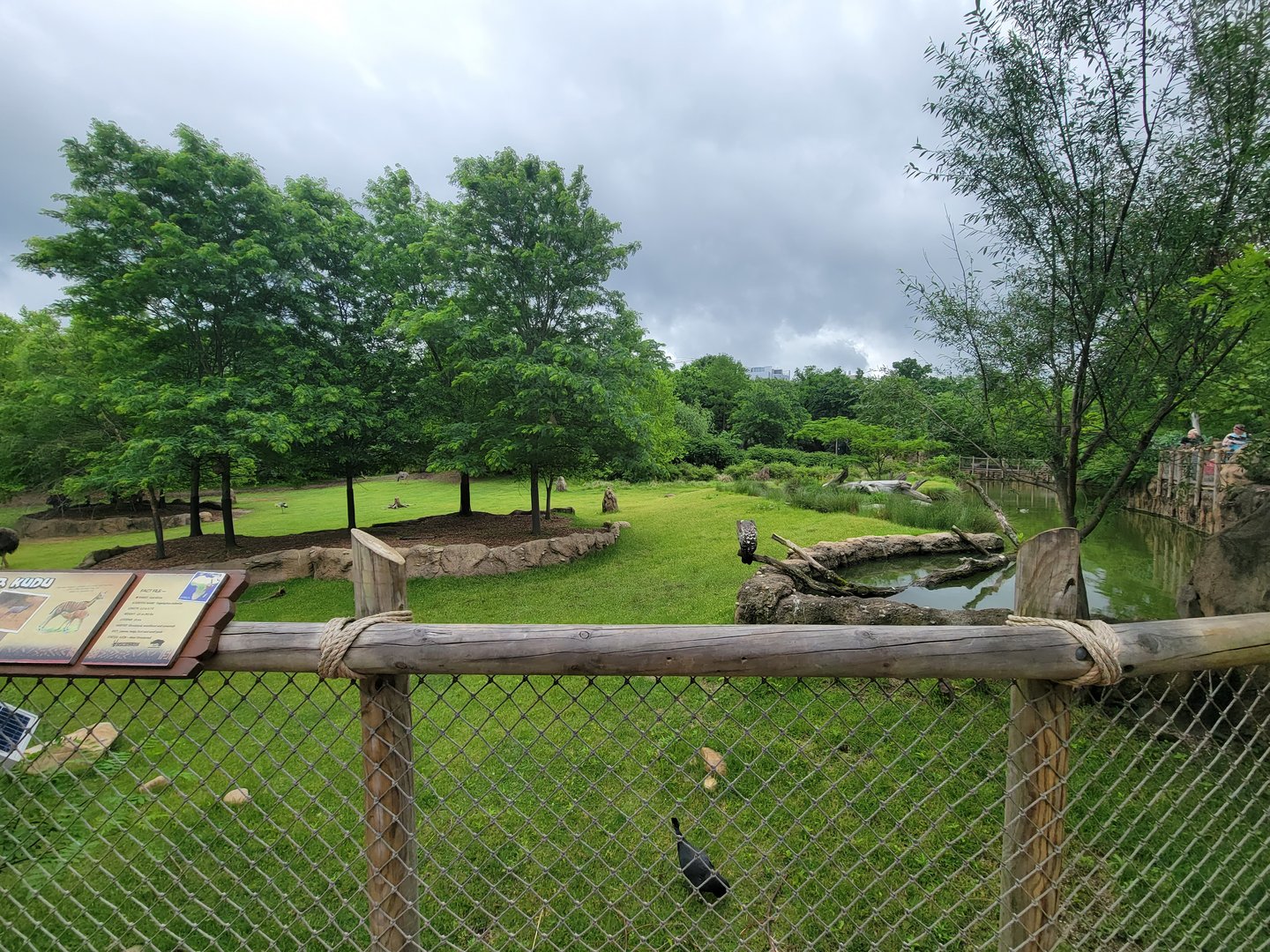 Cincinnati Zoo 5/22 - Africa