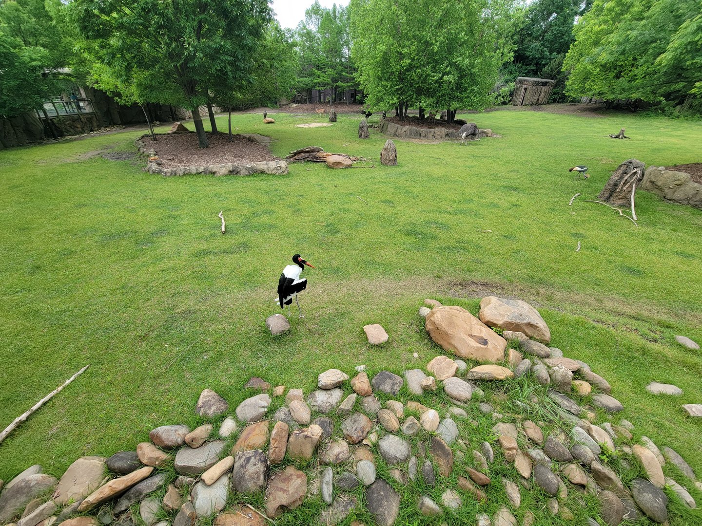 Cincinnati Zoo 5/22 - Africa
