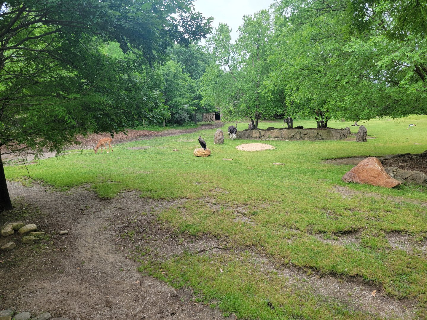 Cincinnati Zoo 5/22 - Africa