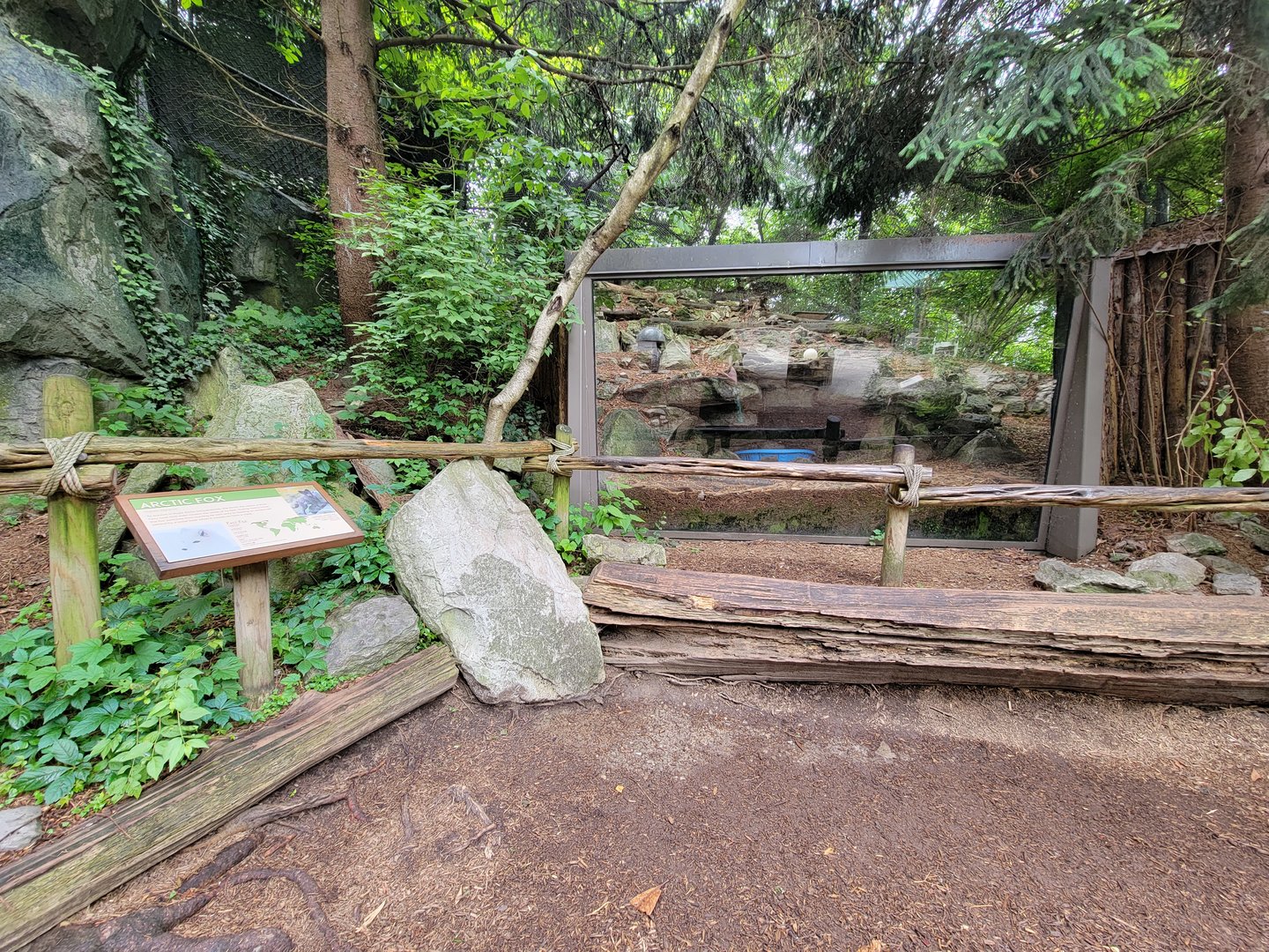 Cincinnati Zoo 5/22 - Arctic fox