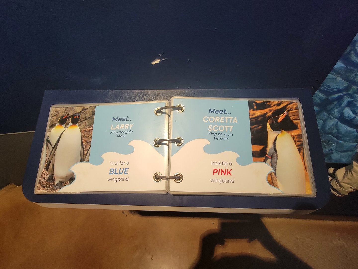 Cincinnati Zoo 5/22 - Birds of the World, book of penguin names