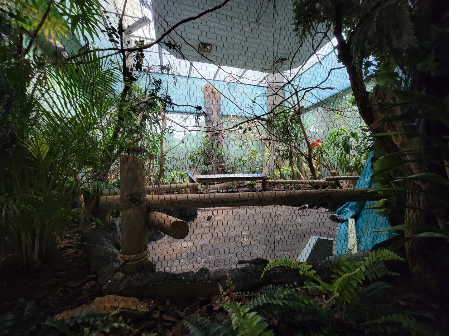 Cincinnati Zoo 5/22 - Birds of the World, closed walk-through aviary