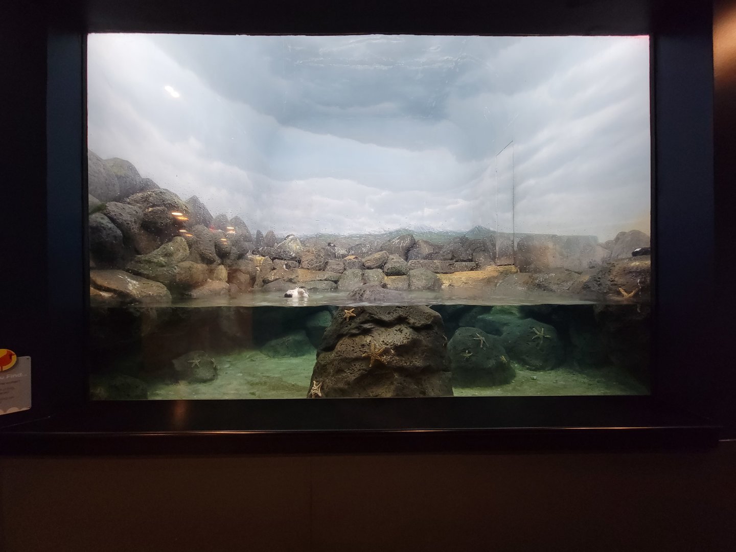 Cincinnati Zoo 5/22 - Birds of the World, common eider, common murre, Atlantic puffin, pigeon guillemot