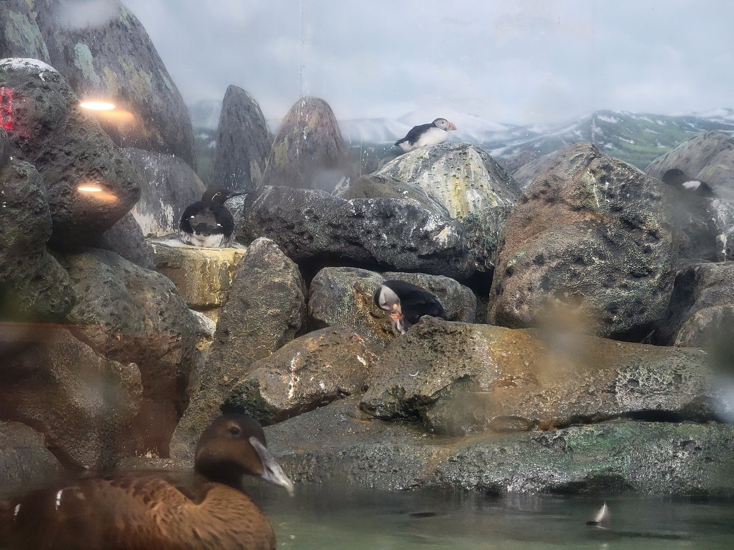 Cincinnati Zoo 5/22 - Birds of the World, common eider, common murre, Atlantic puffin, pigeon guillemot