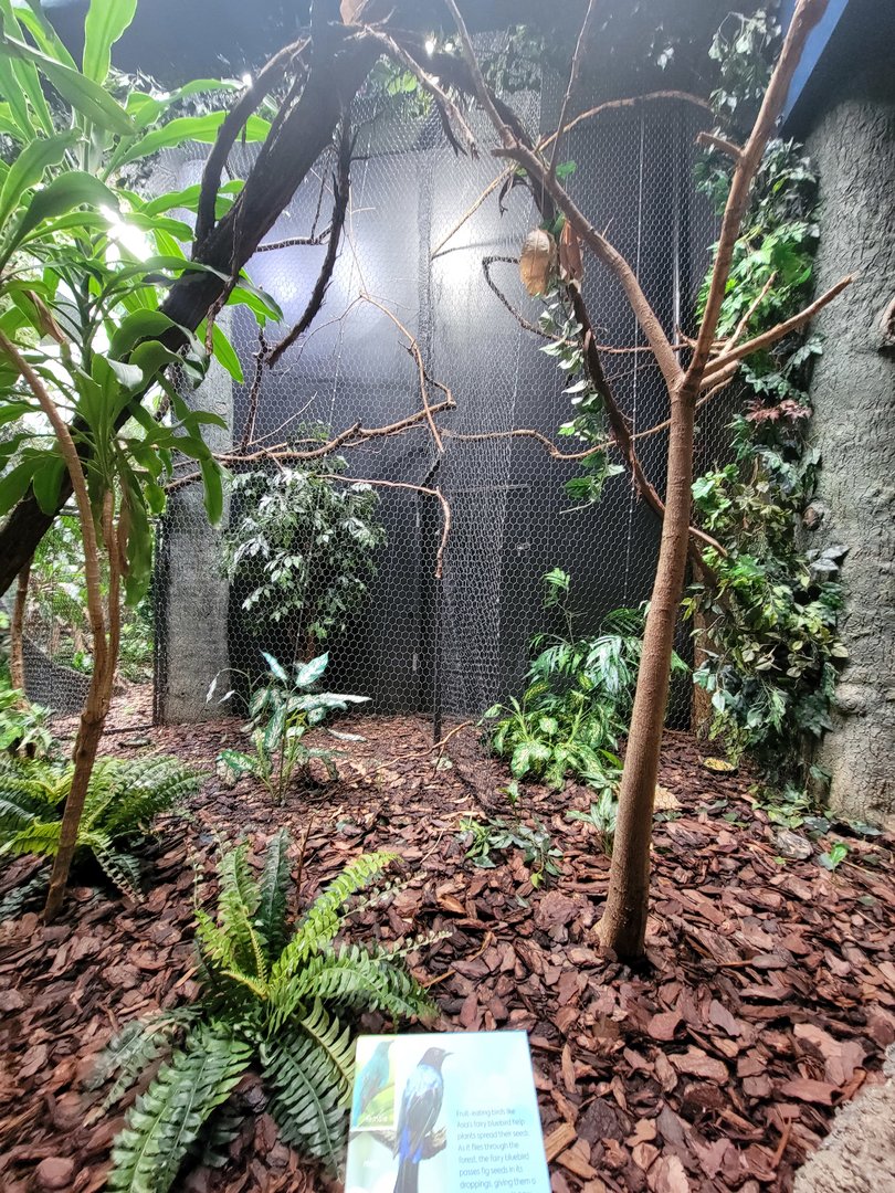 Cincinnati Zoo 5/22 - Birds of the World, fairy bluebird