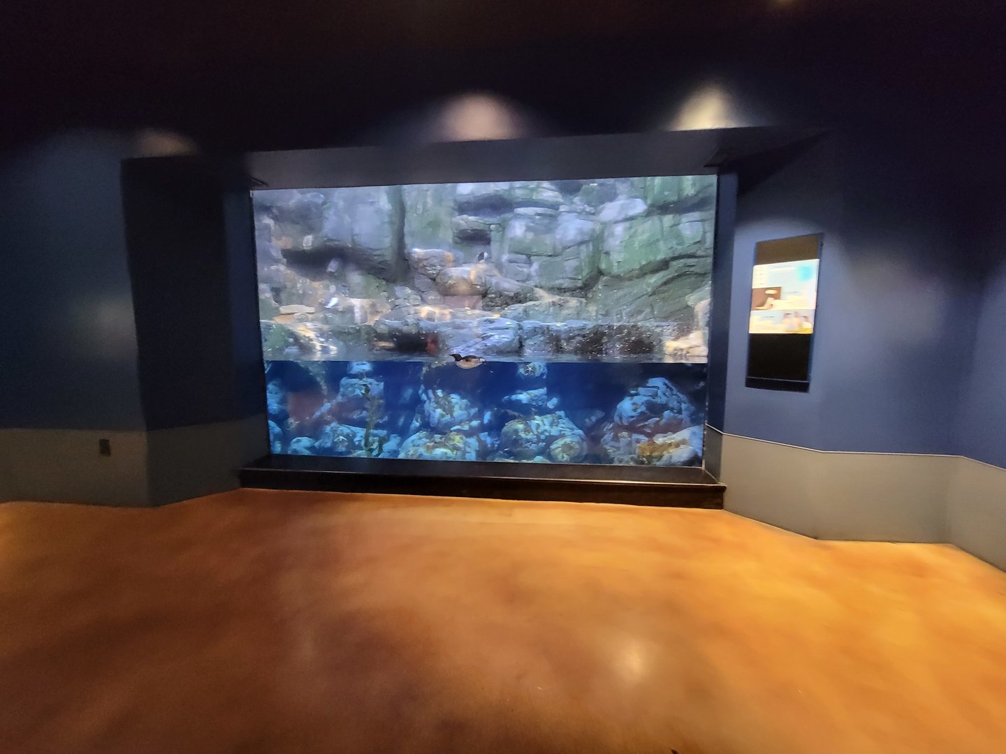 Cincinnati Zoo 5/22 - Birds of the World, horned puffin and common murre