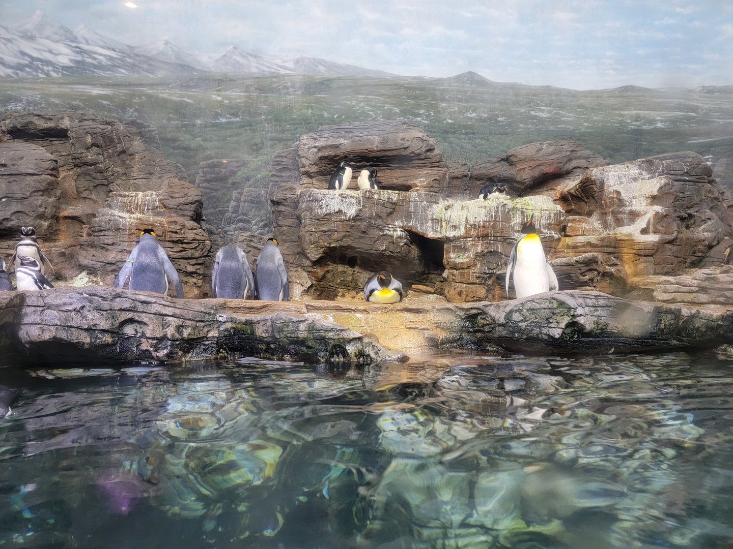 Cincinnati Zoo 5/22 - Birds of the World, king penguin, magellanic penguin, southern rockhopper penguin