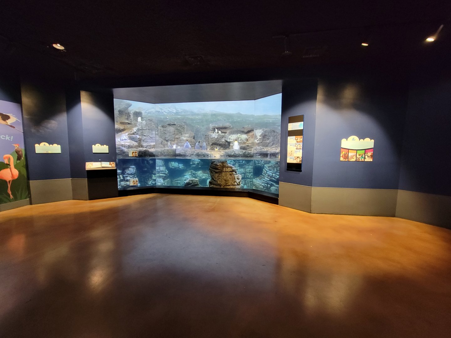 Cincinnati Zoo 5/22 - Birds of the World, king penguin, magellanic pigeon, southern rockhopper, chiloe wigeon