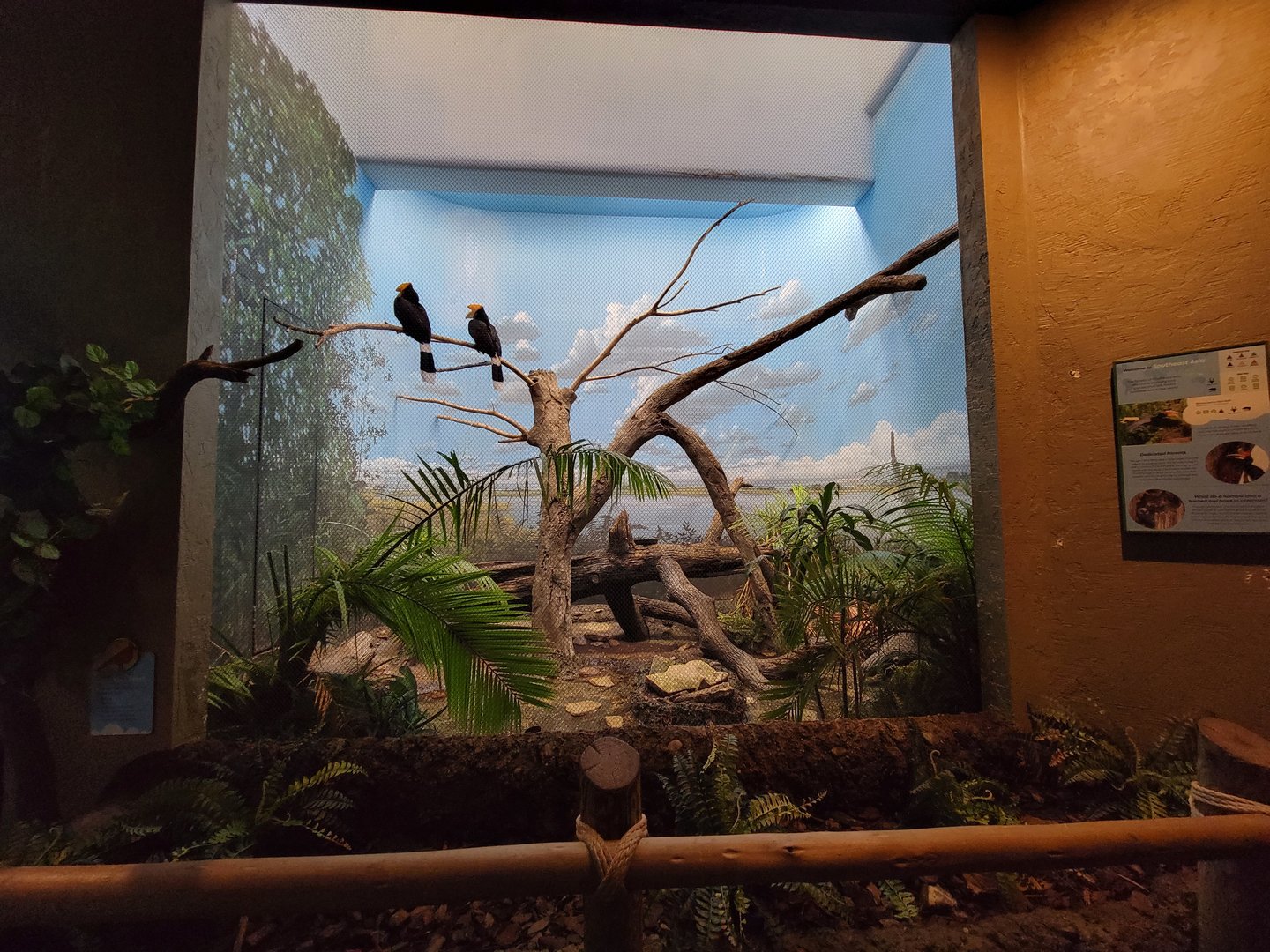 Cincinnati Zoo 5/22 - Birds of the World, rhinoceros hornbills