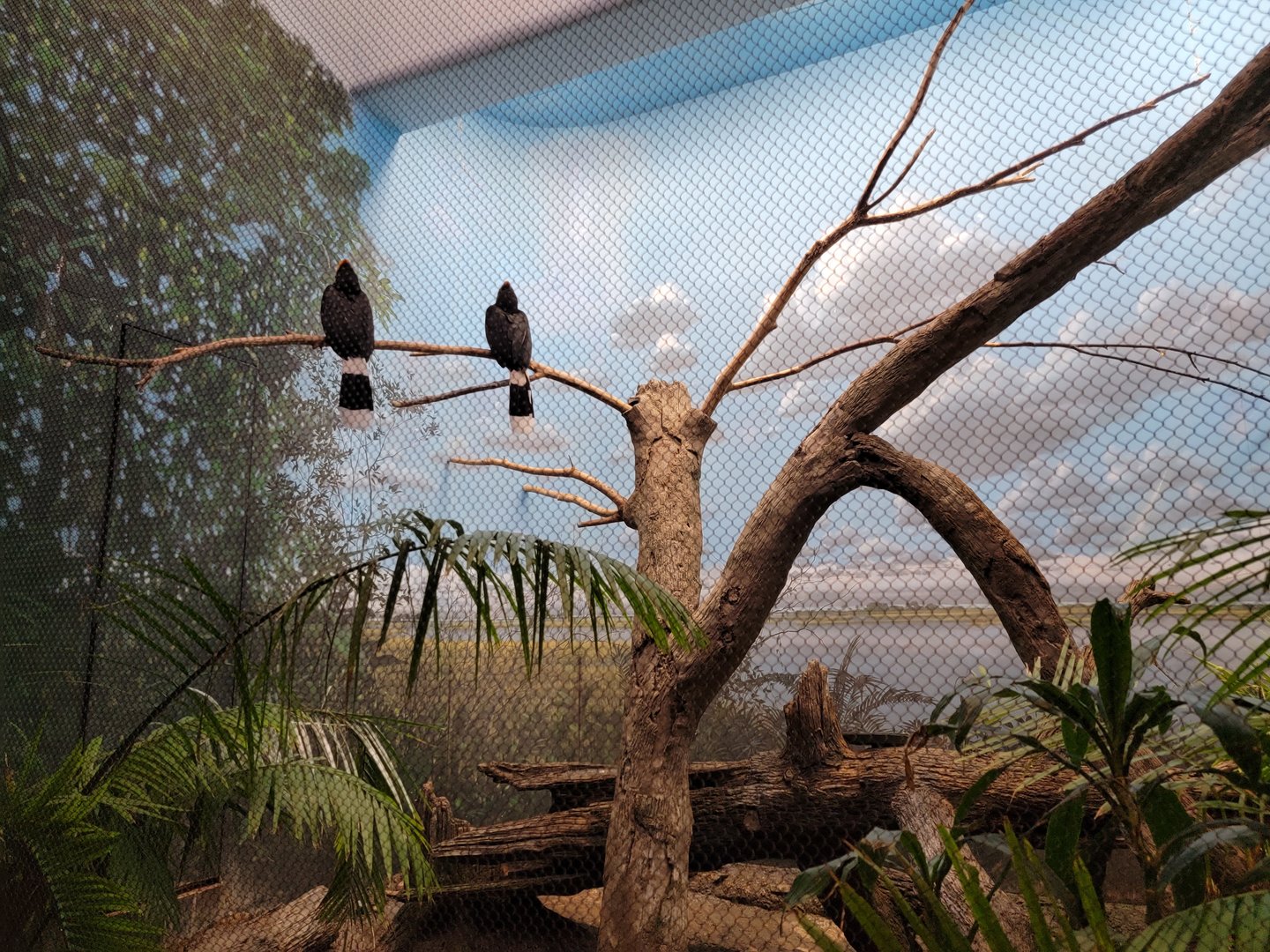 Cincinnati Zoo 5/22 - Birds of the World, rhinoceros hornbills