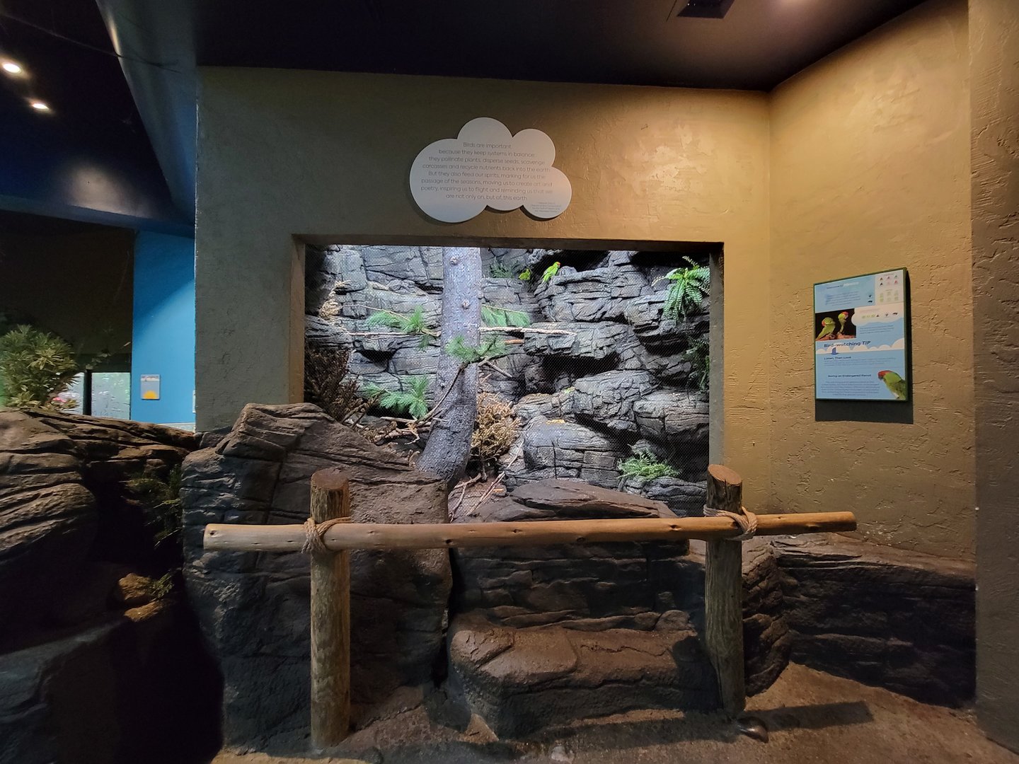 Cincinnati Zoo 5/22 - Birds of the World, thick-billed parrot