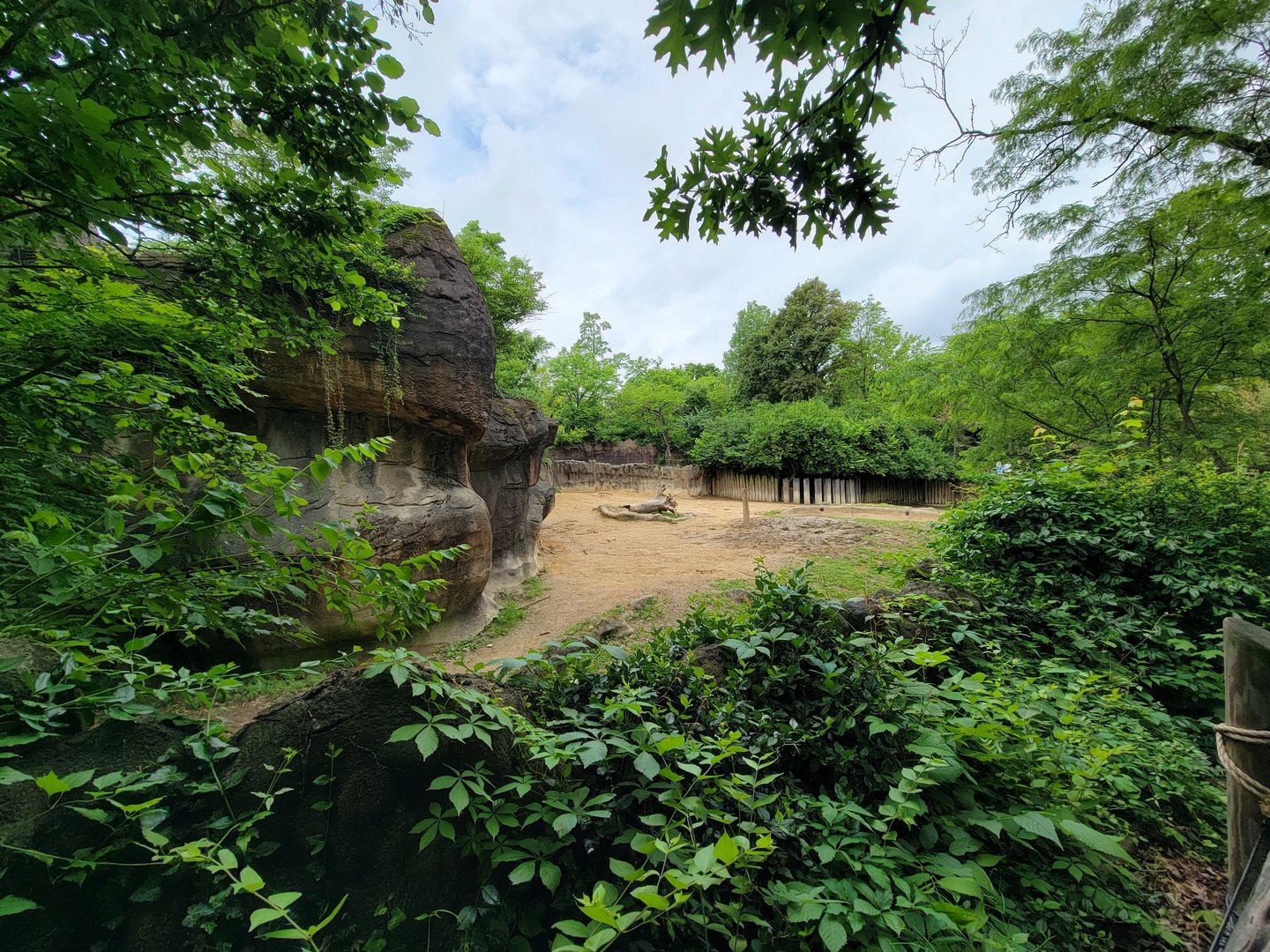 Cincinnati Zoo 5/22 - Black rhino