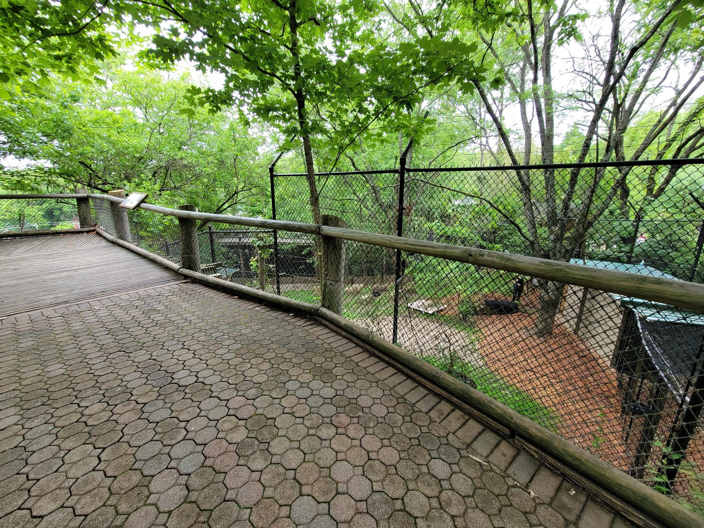 Cincinnati Zoo 5/22 - Boardwalk outside Manatee Springs, temporary Bennett's Wallaby holding