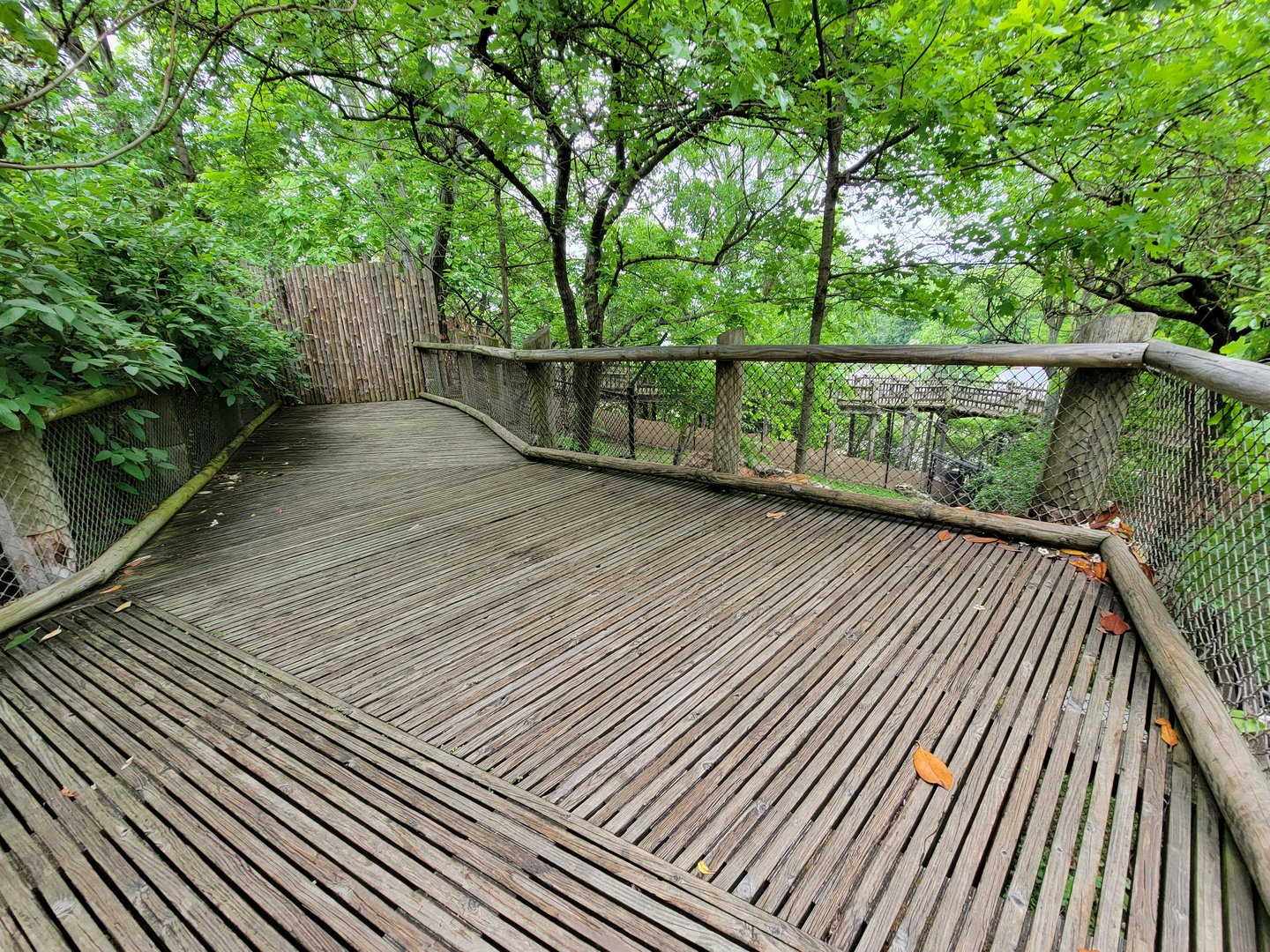 Cincinnati Zoo 5/22 - Boardwalk outside Manatee Springs, temporary Bennett's Wallaby holding