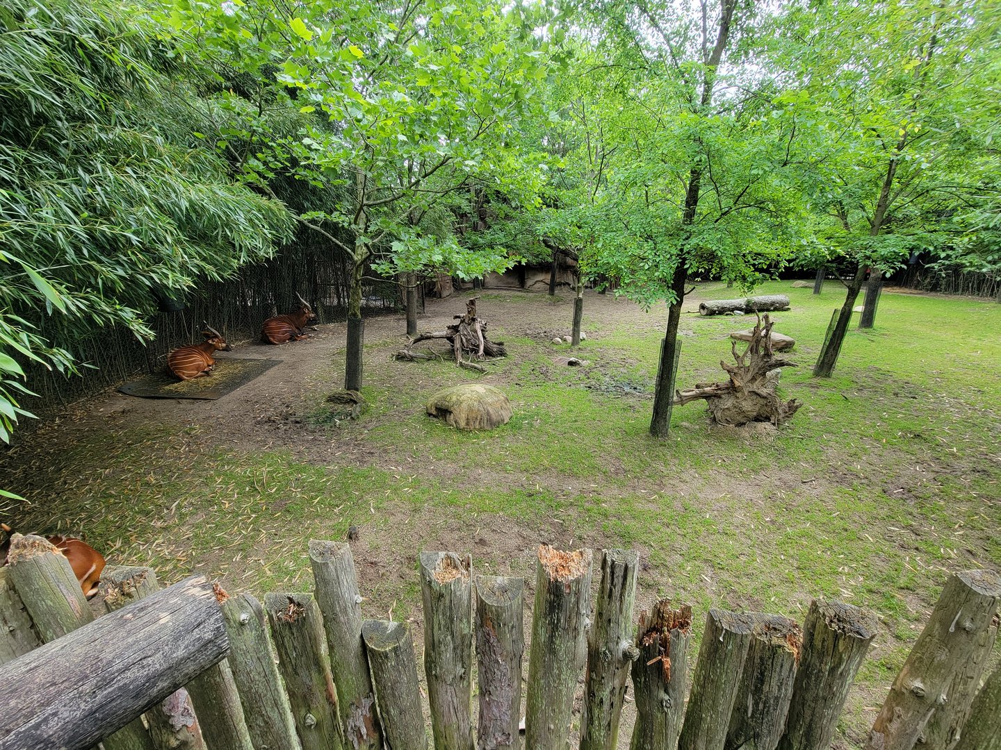 Cincinnati Zoo 5/22 - Bongos