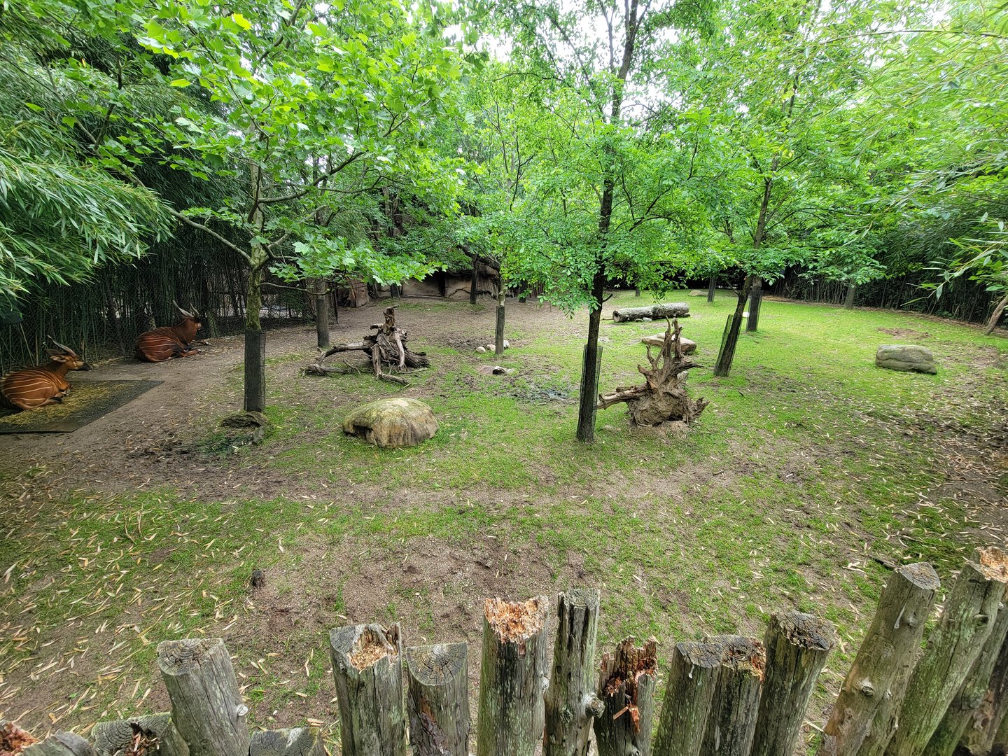 Cincinnati Zoo 5/22 - Bongos