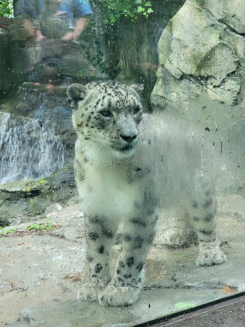 Cincinnati Zoo 5/22 - Cat Canyon, snow leopard