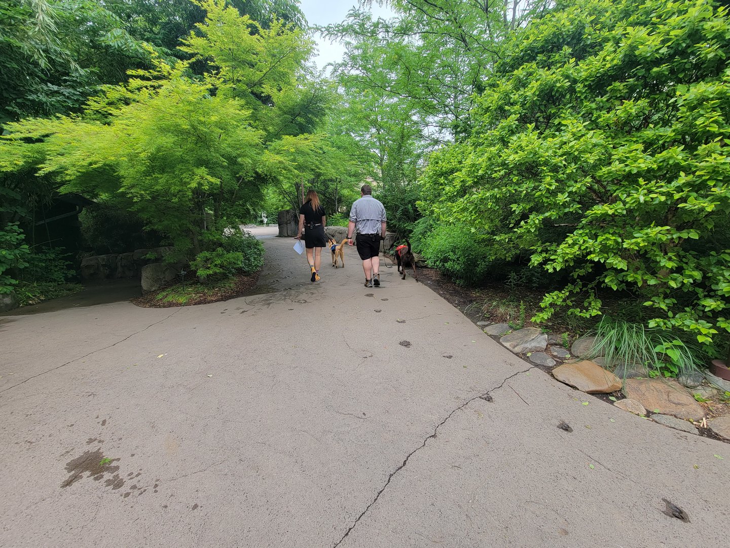Cincinnati Zoo 5/22 - Cheetah dogs going for a walk