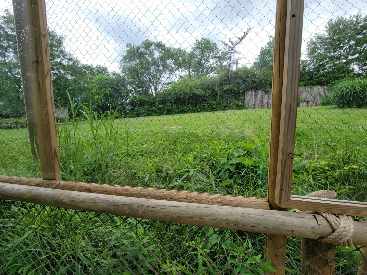 Cincinnati Zoo 5/22 - Cheetah Encounter, cheetah yard