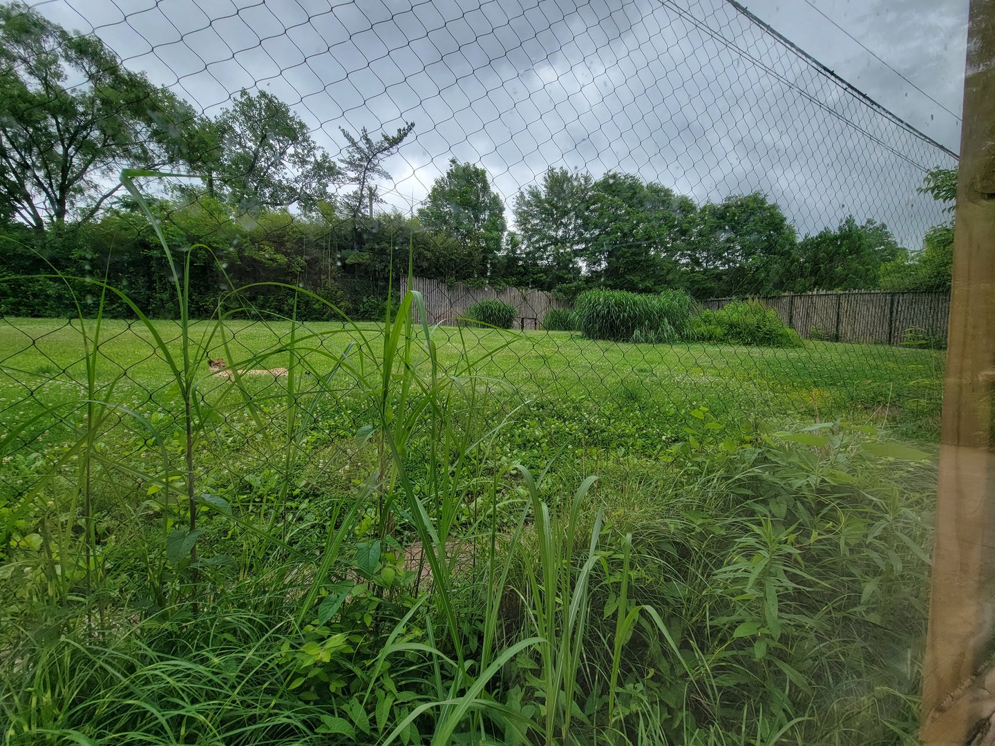 Cincinnati Zoo 5/22 - Cheetah Encounter, cheetah yard