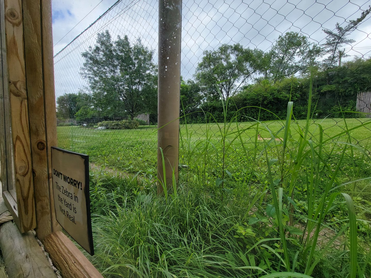 Cincinnati Zoo 5/22 - Cheetah Encounter, cheetah yard