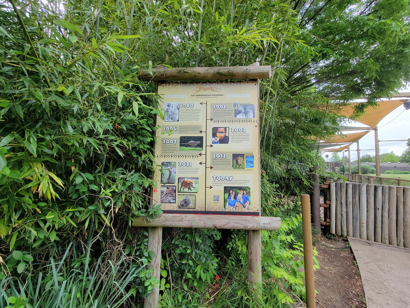 Cincinnati Zoo 5/22 - Cheetah Encounter, history of their cheetah program
