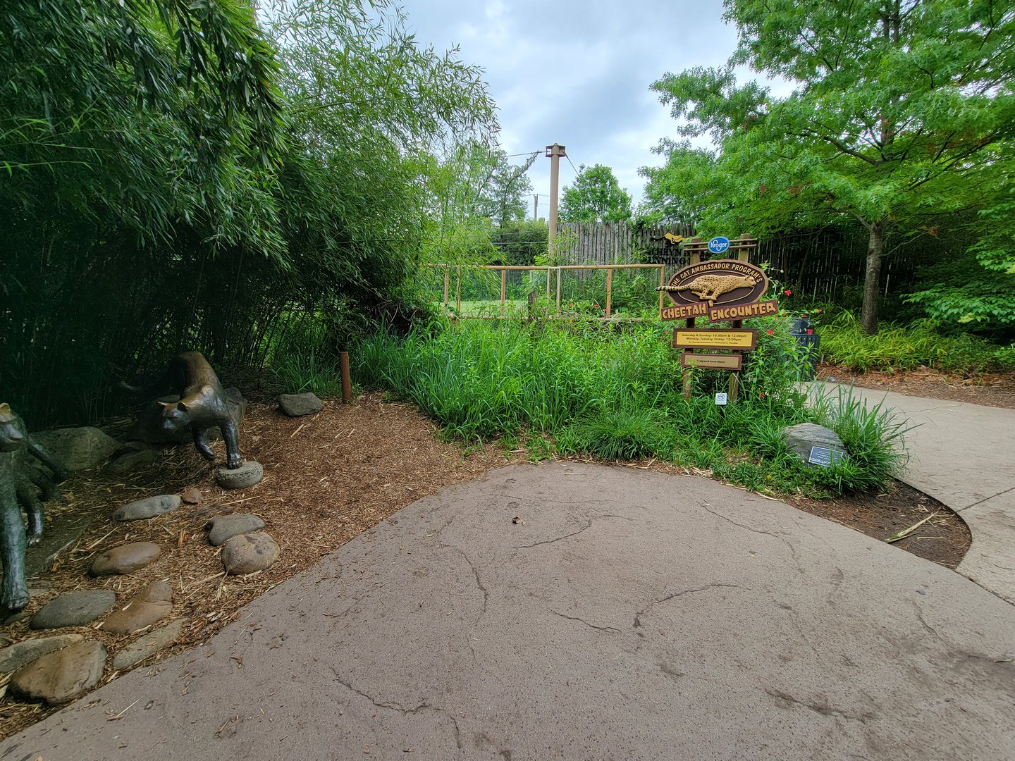 Cincinnati Zoo 5/22 - Cheetah Encounter