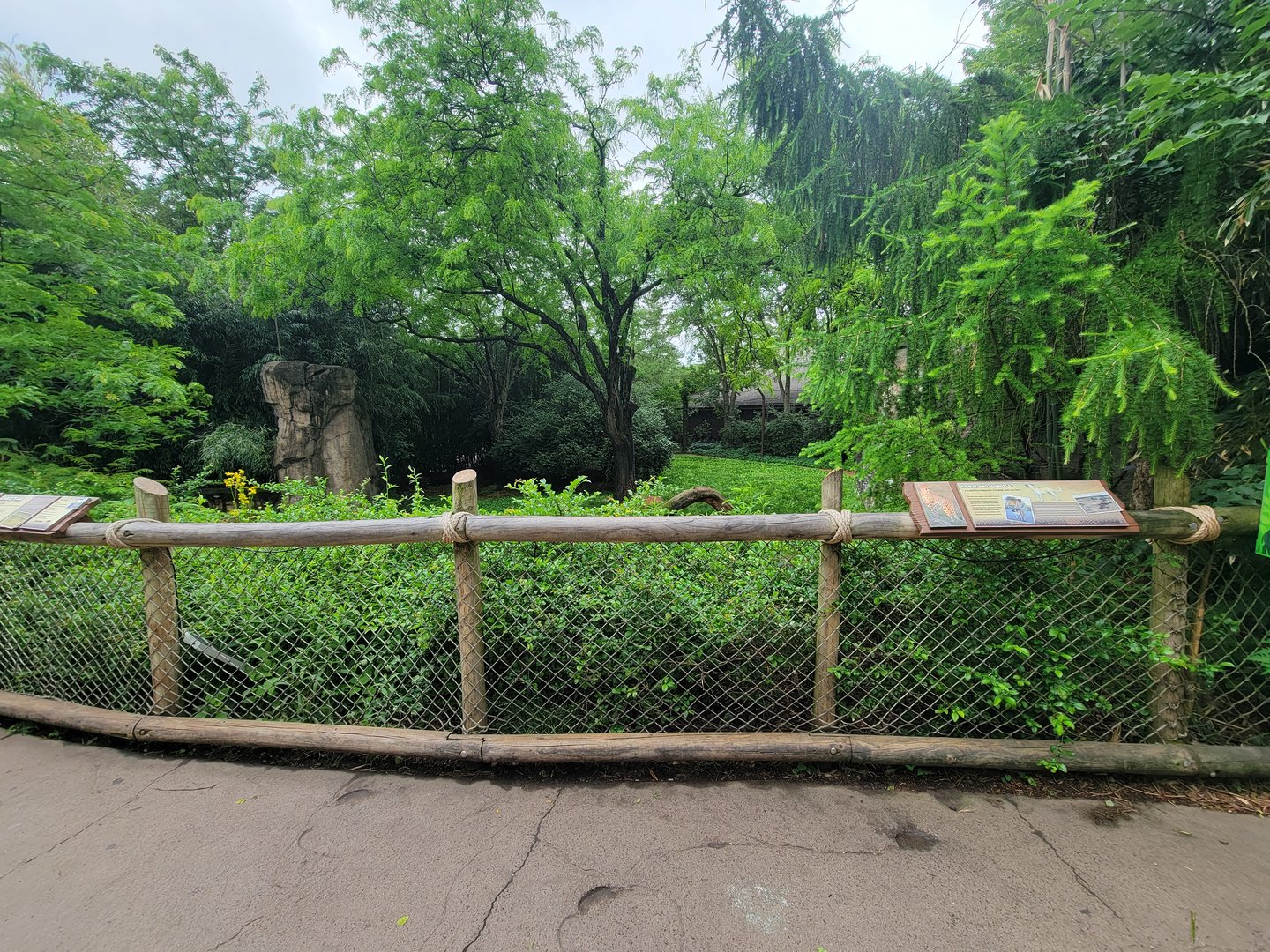 Cincinnati Zoo 5/22 - Cheetah