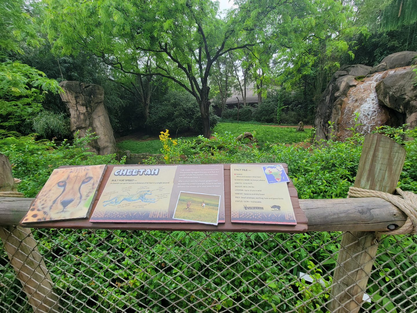 Cincinnati Zoo 5/22 - Cheetah