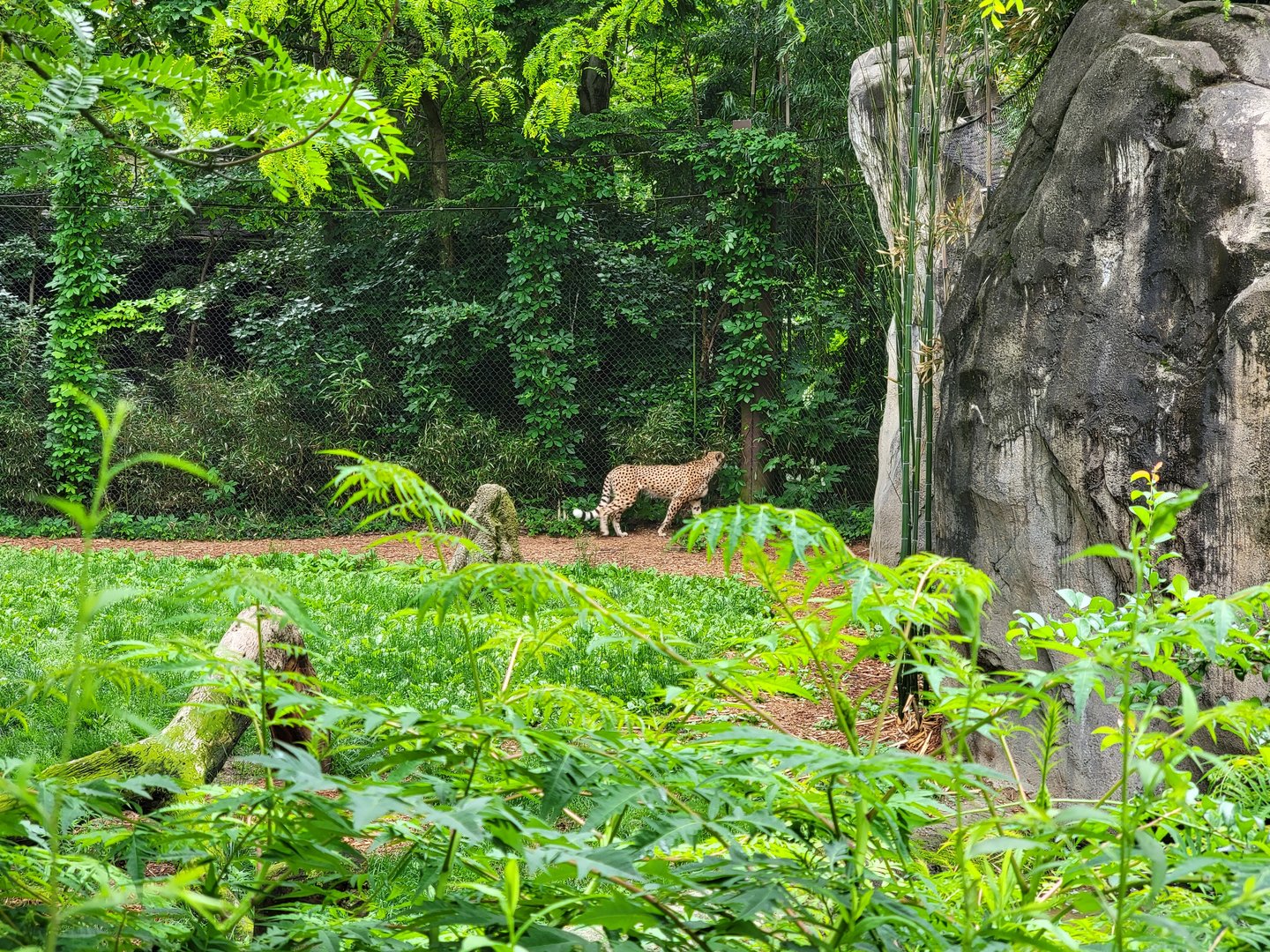 Cincinnati Zoo 5/22 - Cheetah