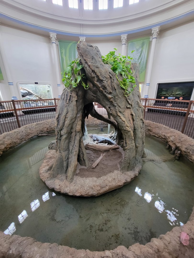 Cincinnati Zoo 5/22 - Chinese alligators