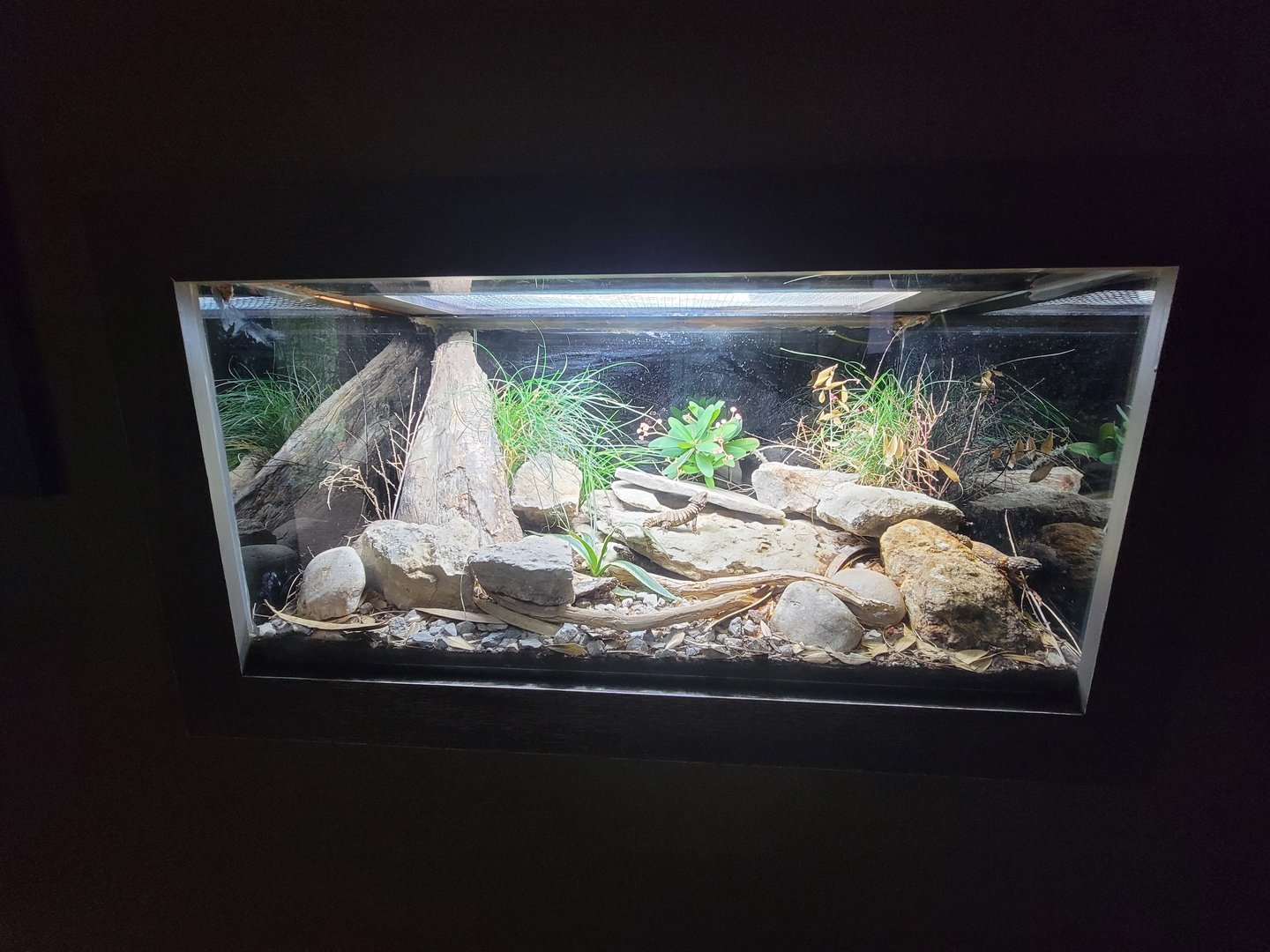 Cincinnati Zoo 5/22 - Dragons!, armadillo lizard