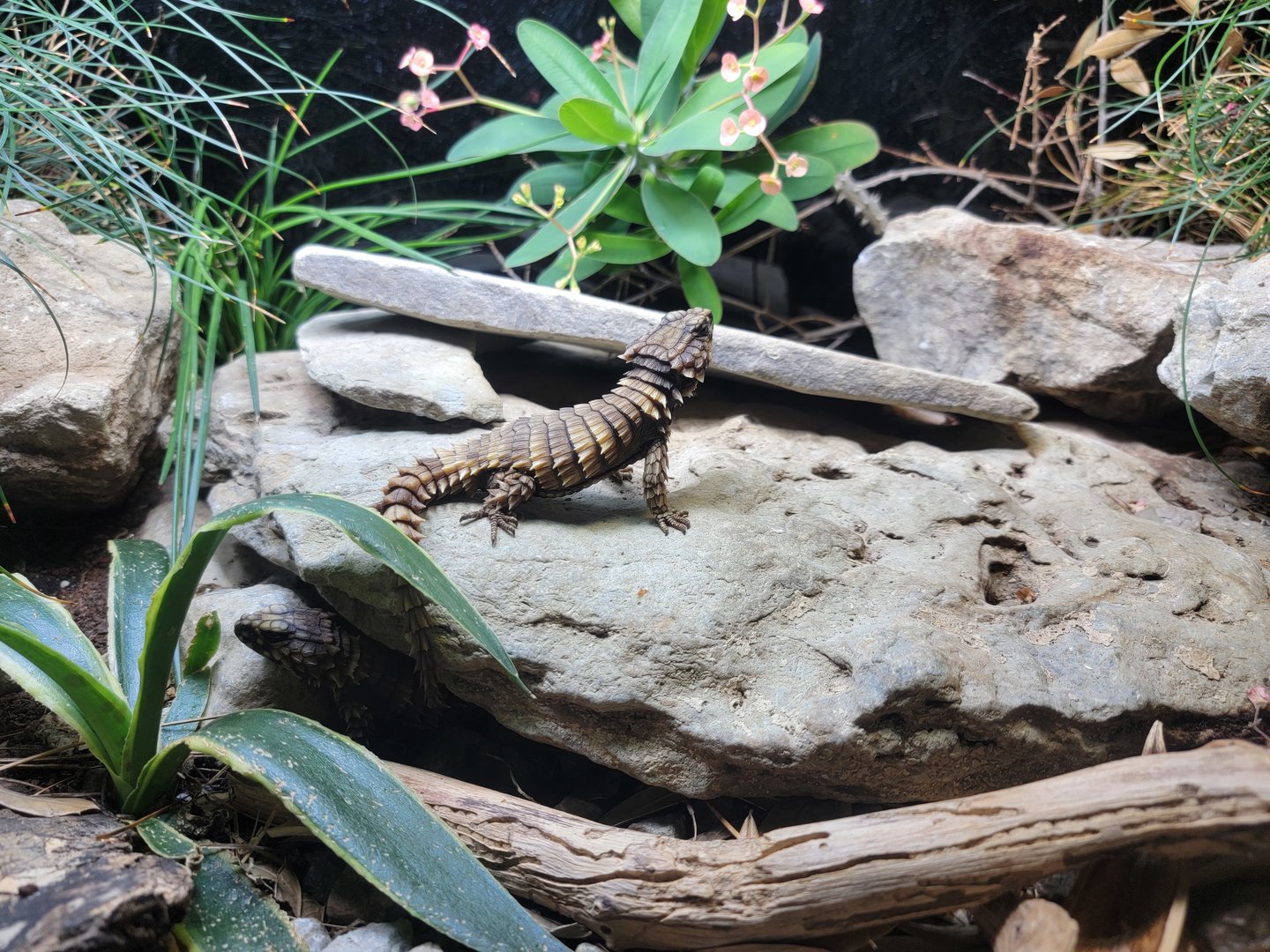 Cincinnati Zoo 5/22 - Dragons!, armadillo lizard