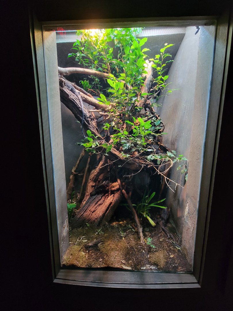 Cincinnati Zoo 5/22 - Dragons!, blue tree monitor