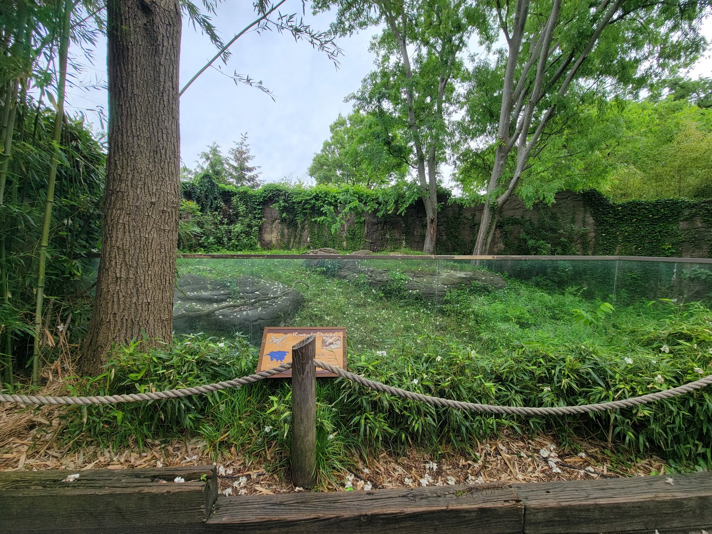 Cincinnati Zoo 5/22 - Dragons!, Komodo dragon outside area