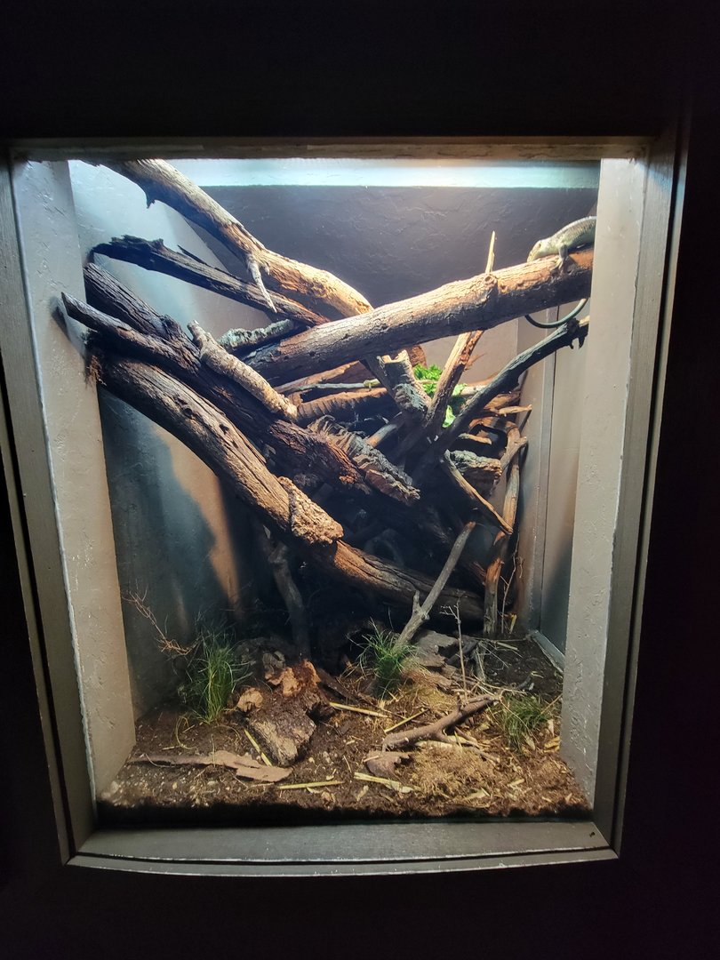 Cincinnati Zoo 5/22 - Dragons!, Solomon Island skink