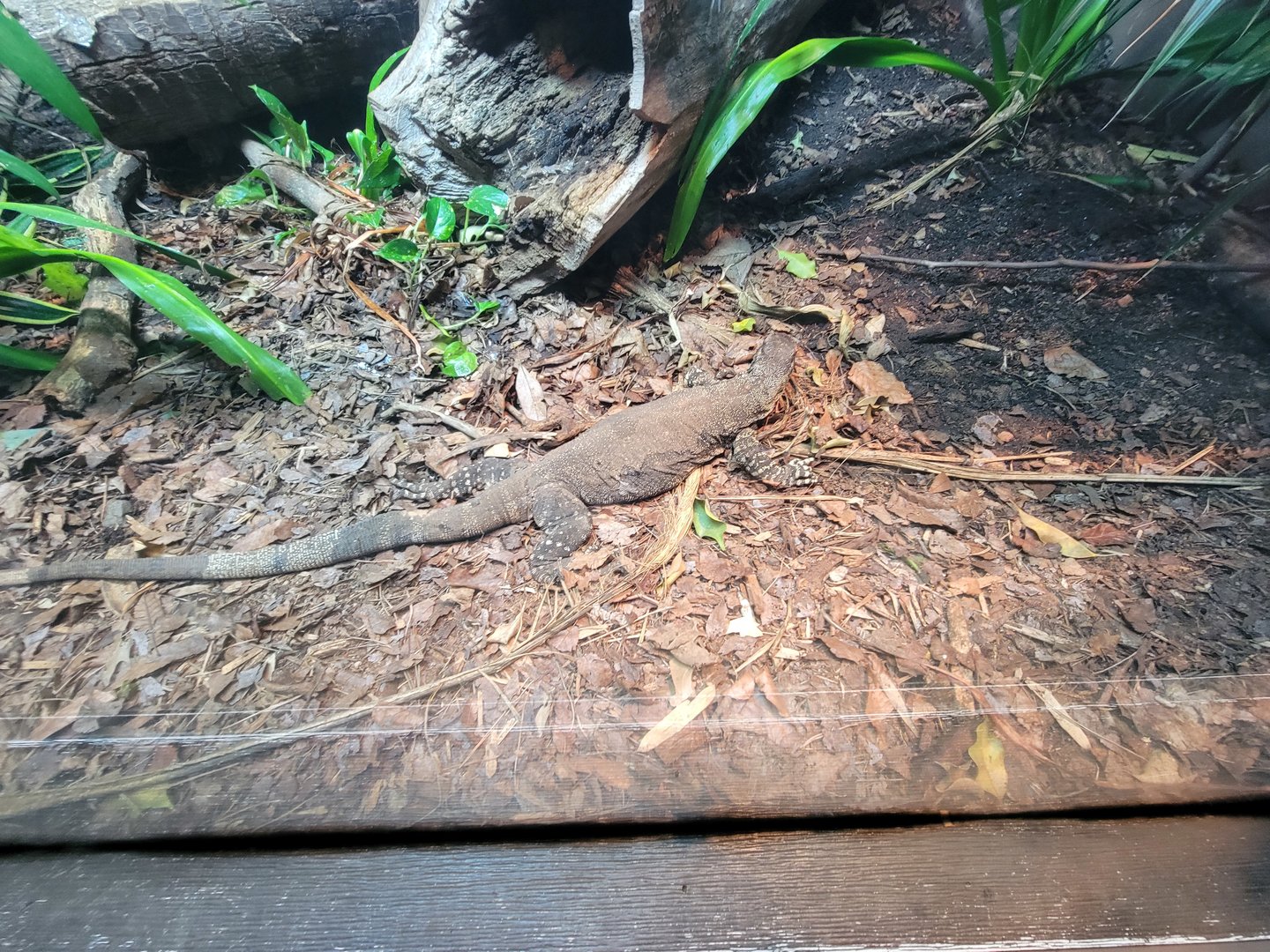 Cincinnati Zoo 5/22 - Dragons!, unsigned monitor