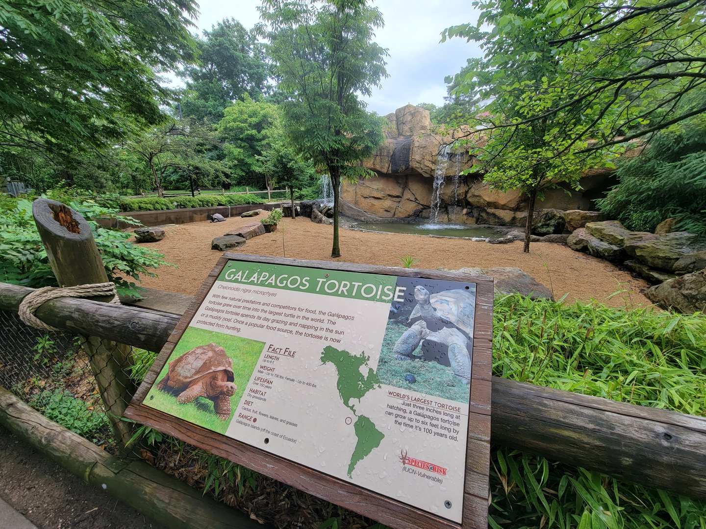 Cincinnati Zoo 5/22 - Galapagos tortoises