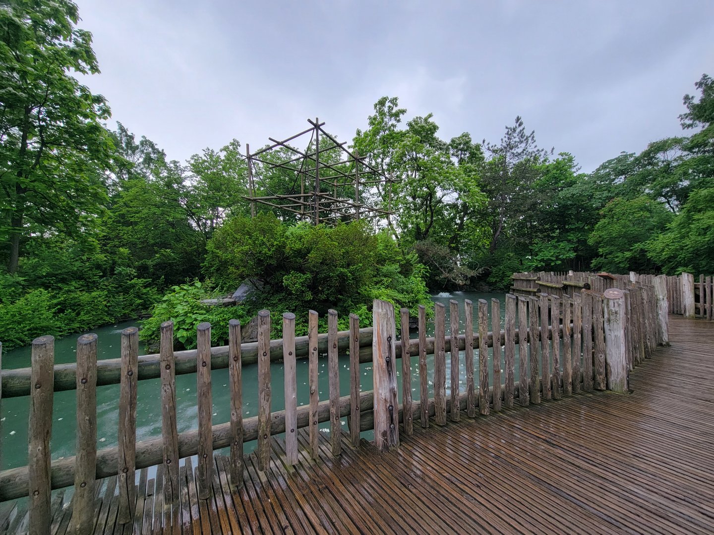 Cincinnati Zoo 5/22 - Gibbon Island, buff-cheeked gibbon