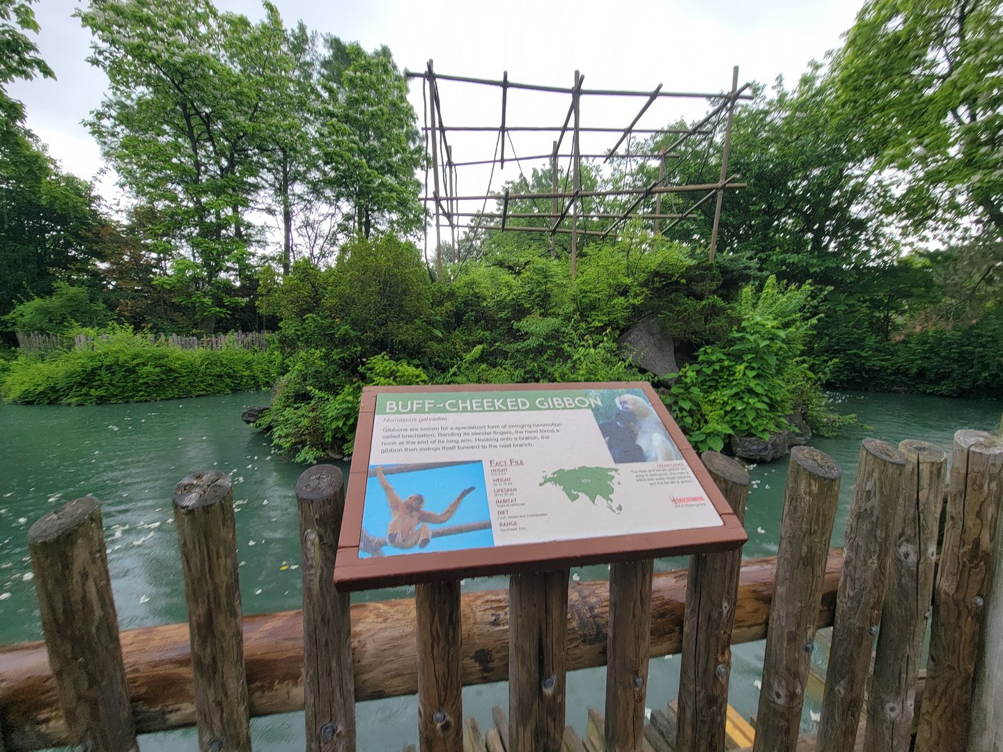 Cincinnati Zoo 5/22 - Gibbon Island, buff-cheeked gibbon