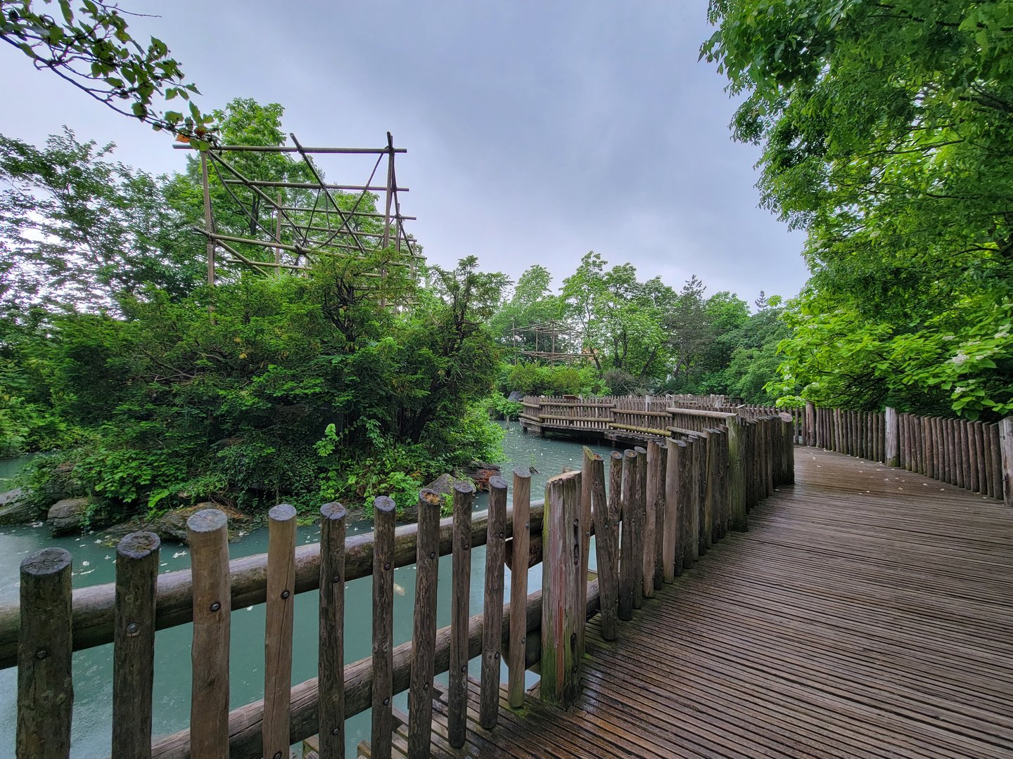 Cincinnati Zoo 5/22 - Gibbon Island, Siamang