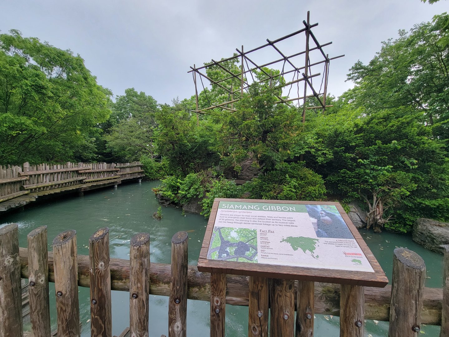 Cincinnati Zoo 5/22 - Gibbon Island, Siamang
