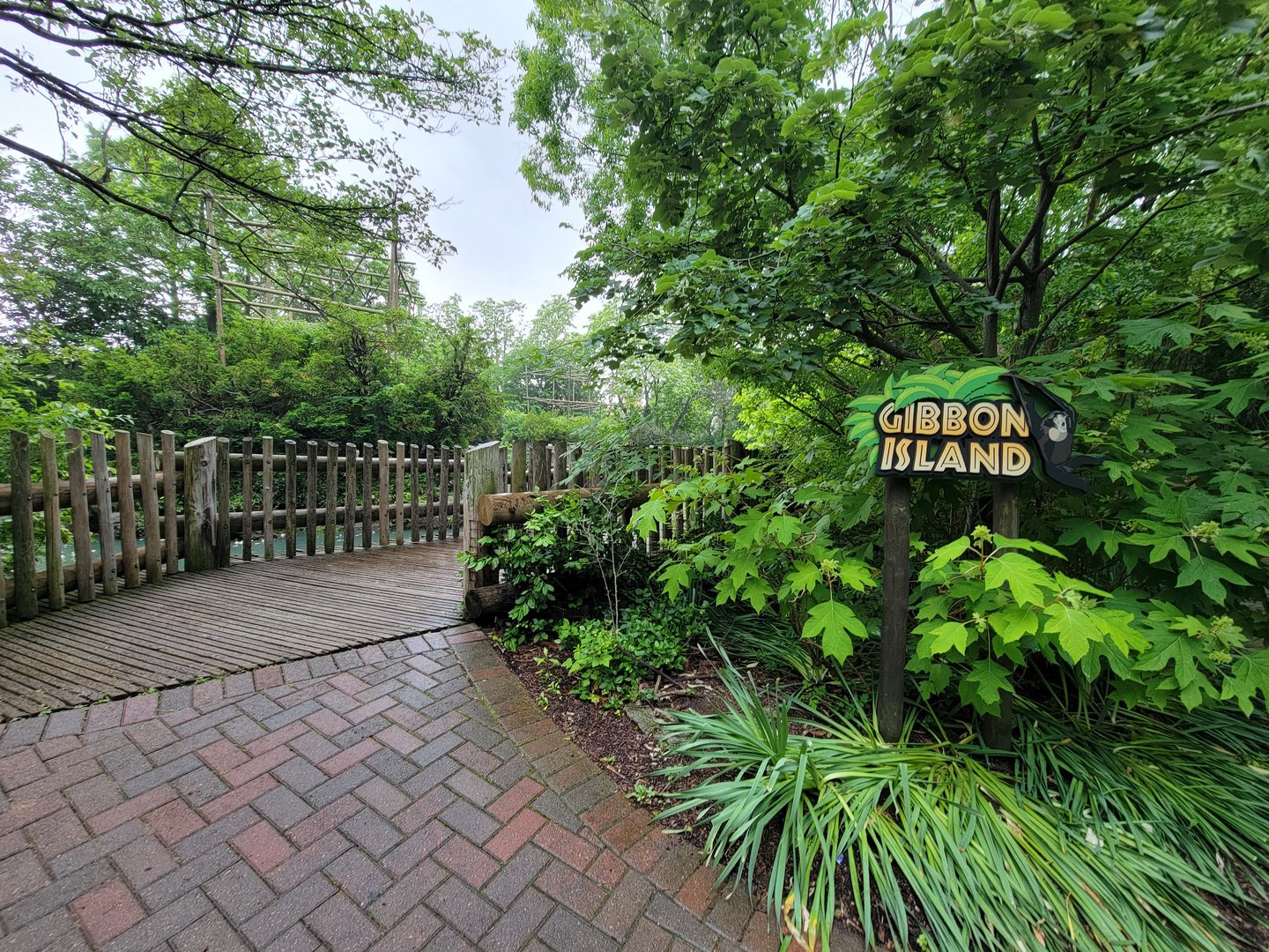 Cincinnati Zoo 5/22 - Gibbon Island