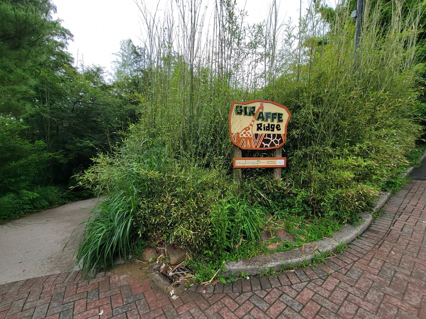 Cincinnati Zoo 5/22 - Giraffe Ridge