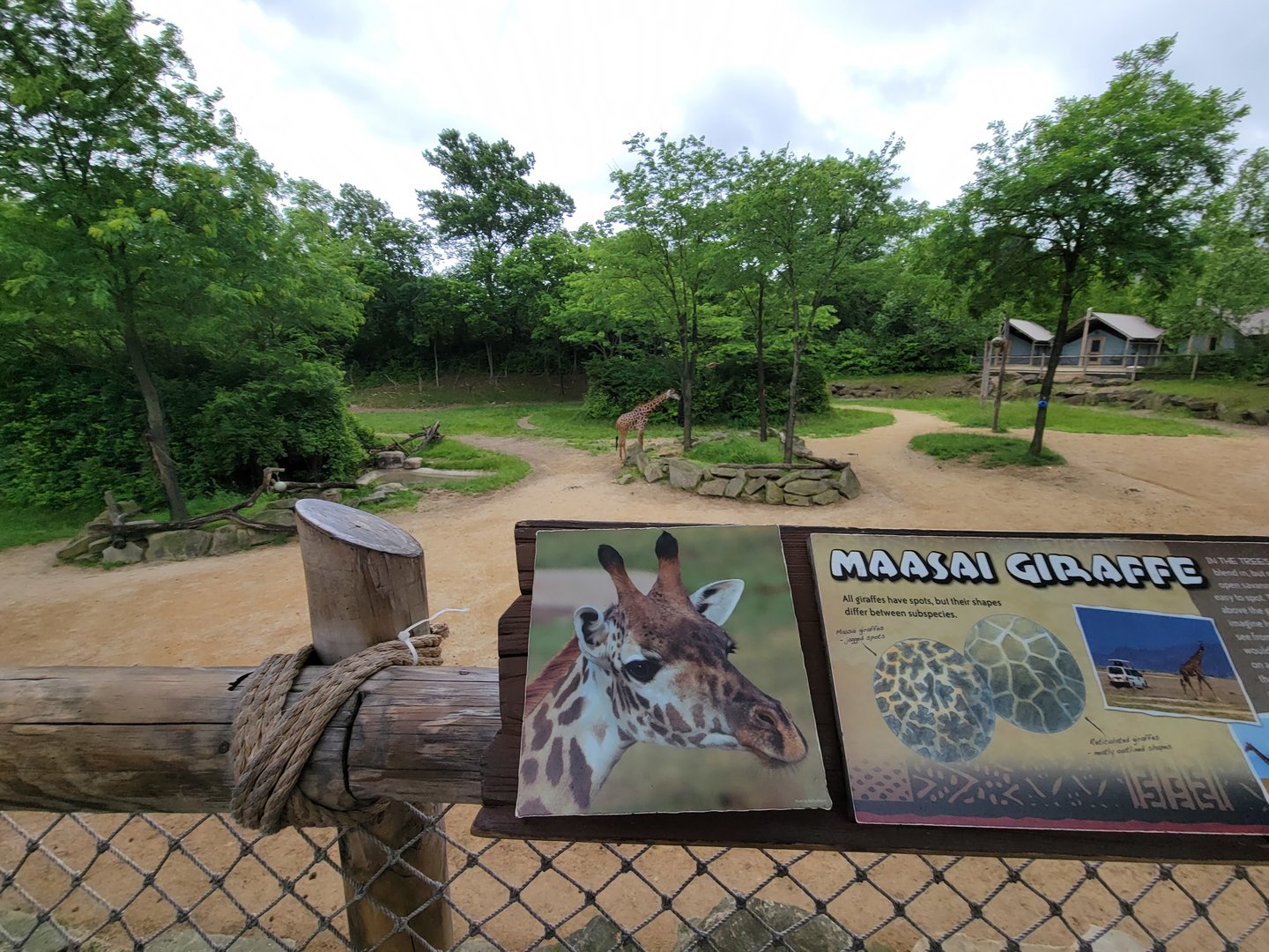 Cincinnati Zoo 5/22 - Giraffe Ridge