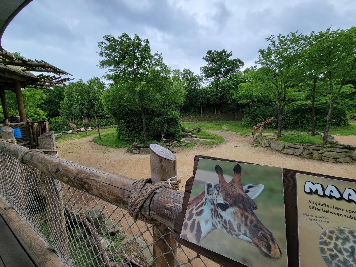 Cincinnati Zoo 5/22 - Giraffe Ridge