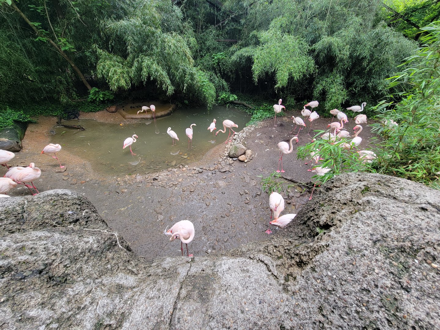 Cincinnati Zoo 5/22 - Greater flamingos