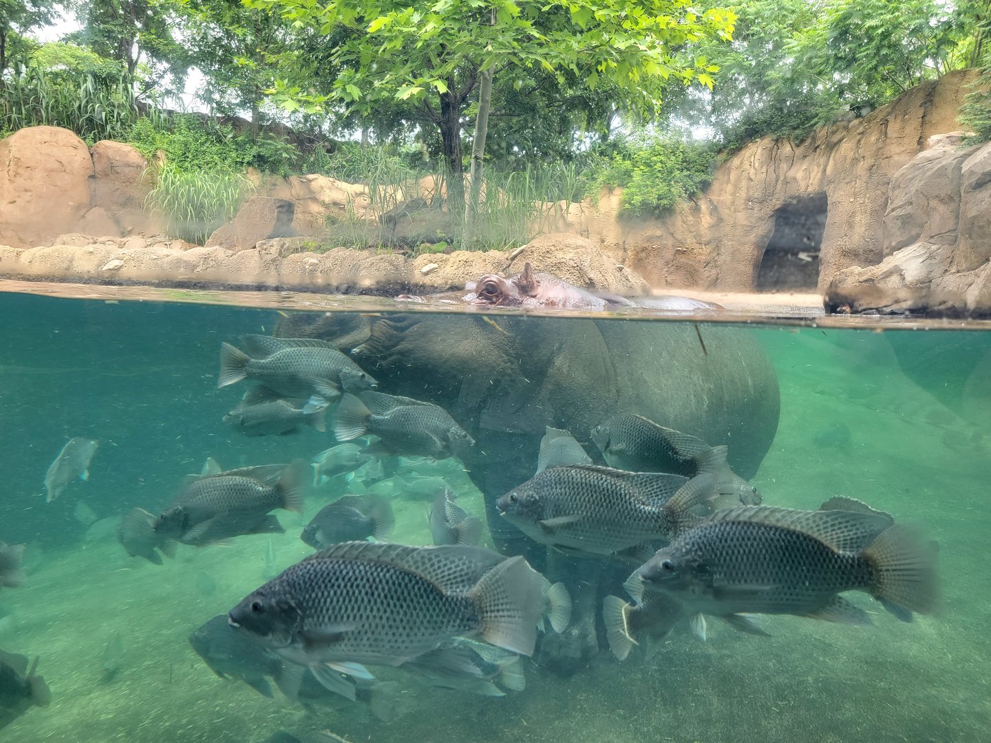 Cincinnati Zoo 5/22 - Hippo Cove, Bibbi ignoring their nonsense