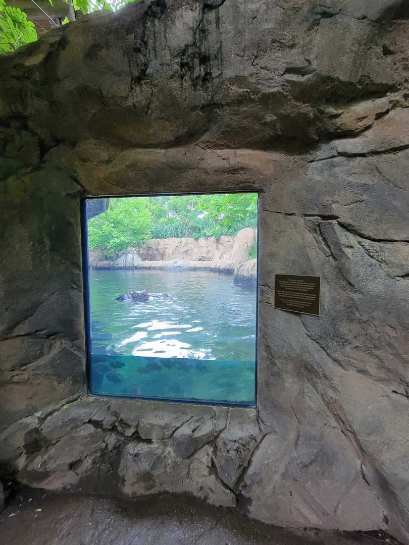 Cincinnati Zoo 5/22 - Hippo Cove, Bibbi